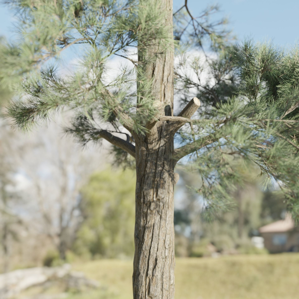 Pine trees collection vol 245-Blender