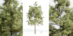 pine trees collection vol 51-Blender