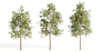 pine trees collection vol 51-Blender