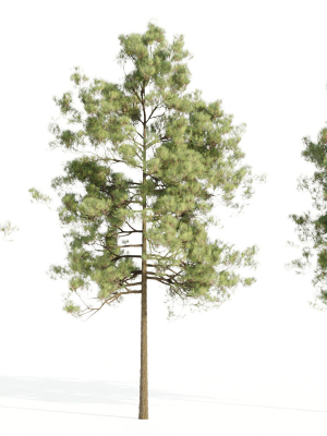 pine trees collection vol 51-Blender