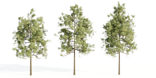 pine trees collection vol 51-Blender