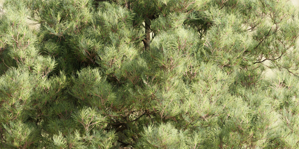 pine trees collection vol 51-Blender