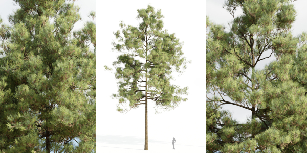 pine trees collection vol 51-Blender