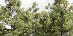 pine trees collection vol 51-Blender