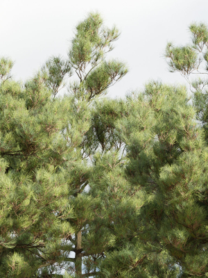 pine-trees-collection-vol-51-blender-3d-model-51cbe58f32