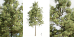 pine trees collection vol 51-Blender