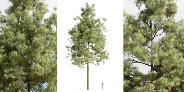 pine trees collection vol 51-Blender