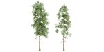 pine trees vol 18-Blender