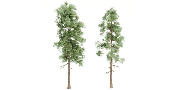 pine trees vol 18-Blender