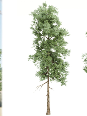 pine trees vol 18-Blender