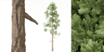 pine trees vol 18-Blender