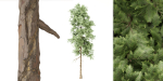 pine trees vol 18-Blender