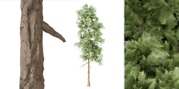 pine trees vol 18-Blender