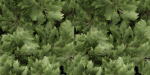 pine trees vol 18-Blender