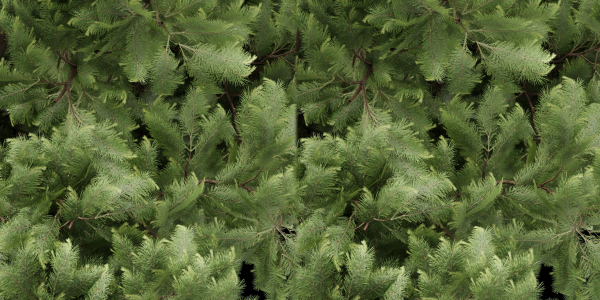 pine trees vol 18-Blender