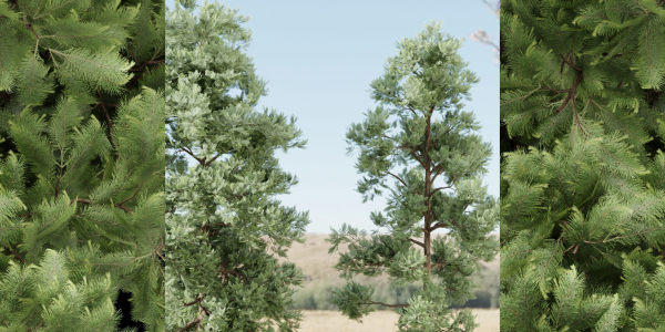 pine trees vol 18-Blender