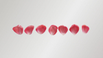 Pink Rose Petals