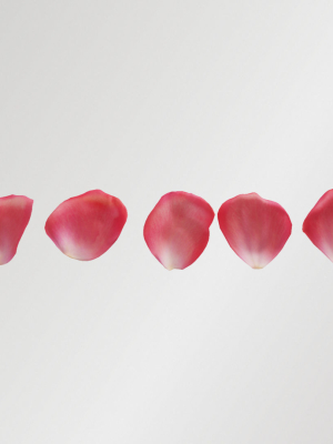Pink Rose Petals