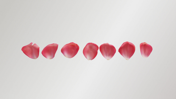 Pink Rose Petals