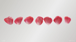 Pink Rose Petals