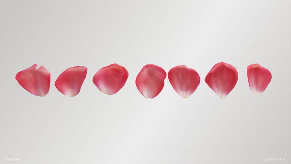 Pink Rose Petals