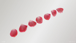 Pink Rose Petals