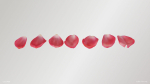 Pink Rose Petals