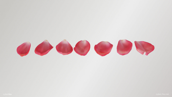 Pink Rose Petals