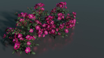 Pink roses