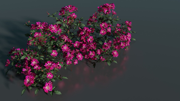 Pink roses