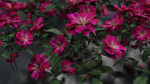 Pink roses