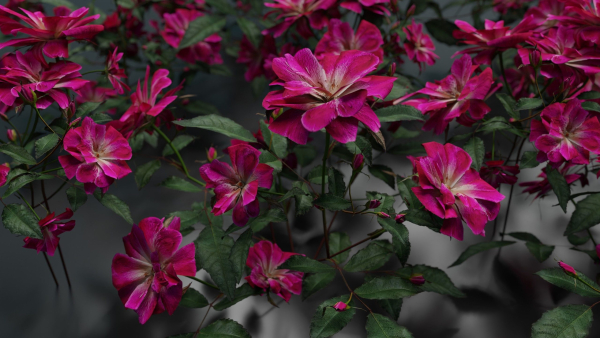 Pink roses