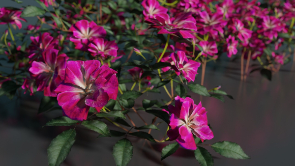 Pink roses