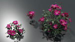 Pink roses