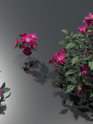 pink-roses-3d-model-0f71b6fc9b