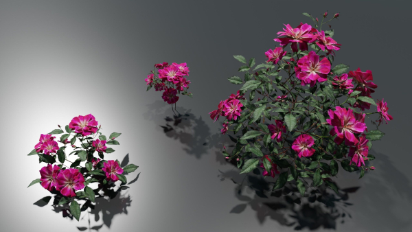 Pink roses