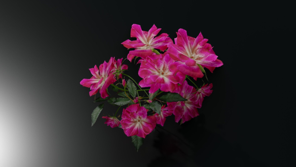 Pink roses