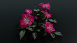 Pink roses