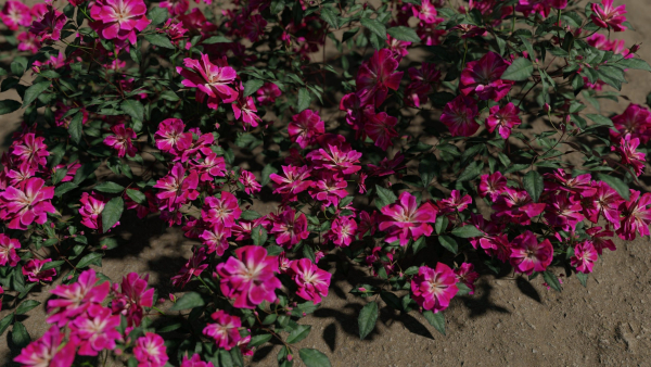 Pink roses