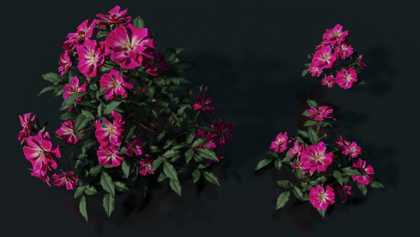 Pink roses
