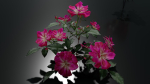 Pink roses