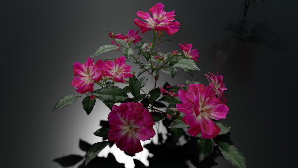 Pink roses