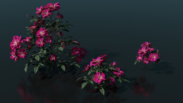 Pink roses