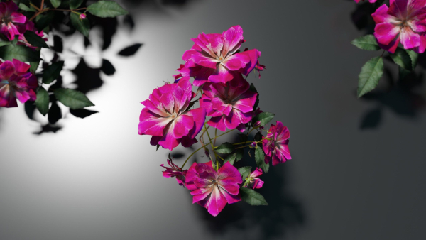 Pink roses