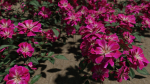 Pink roses