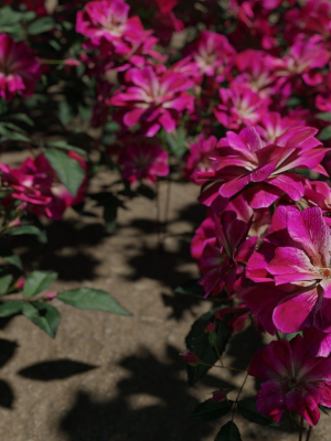 Pink roses