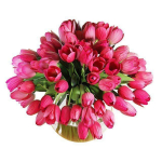 Pink tulips