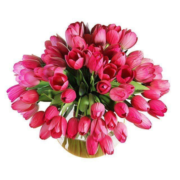 Pink tulips