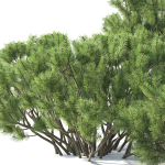 Pinus Mugo 02