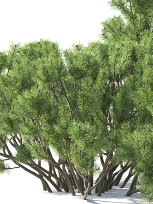 pinus-mugo-02-3d-model-0e972dc9bc